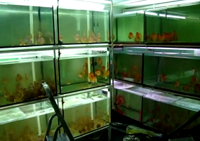 large aquarium setup to mass breed